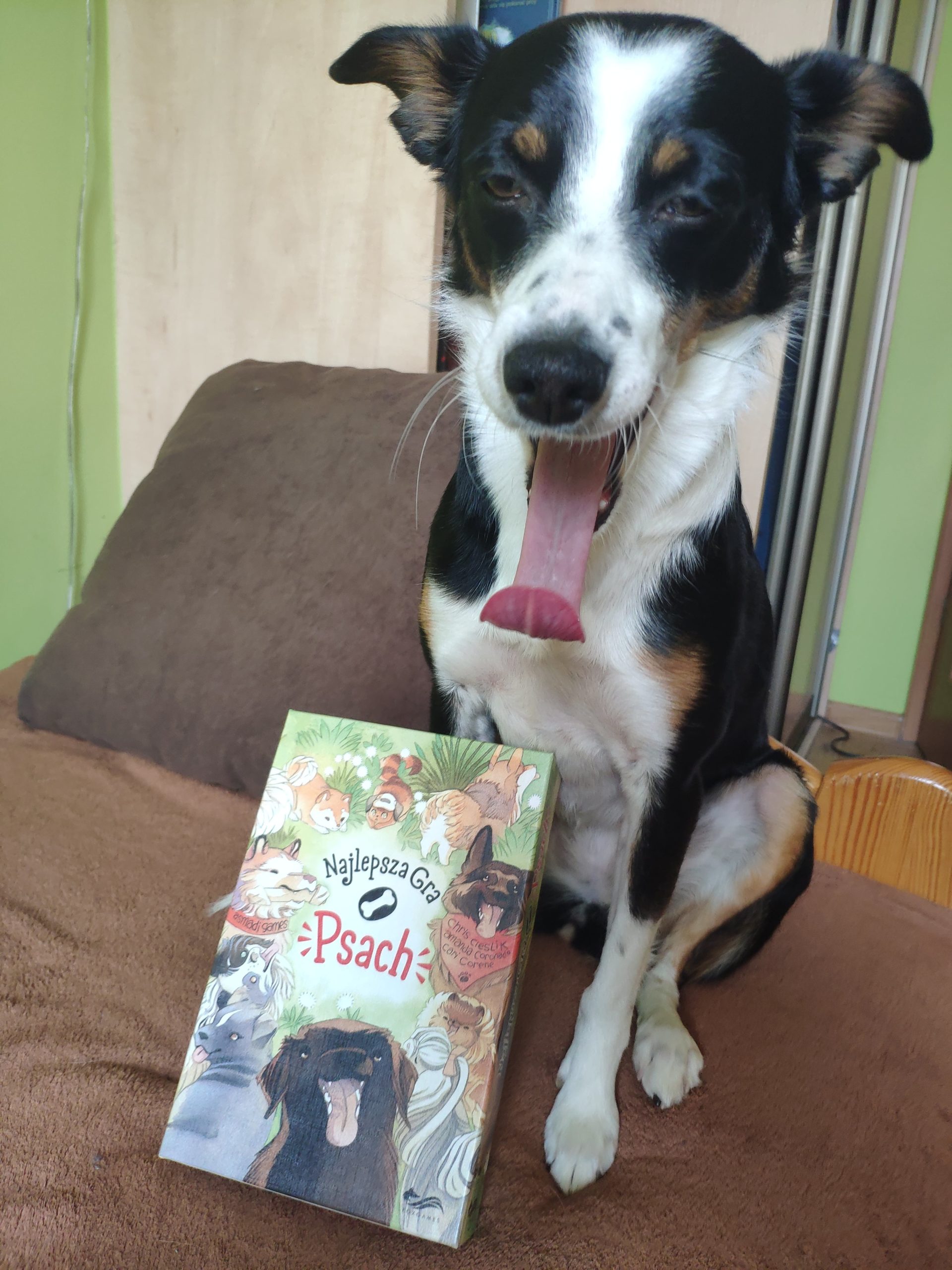 Kropka i gra o psach